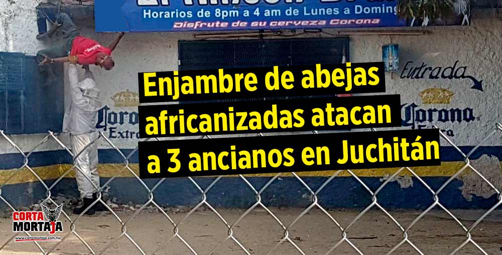 Enjambre de abejas africanizadas atacan a 3 ancianos en Juchitán