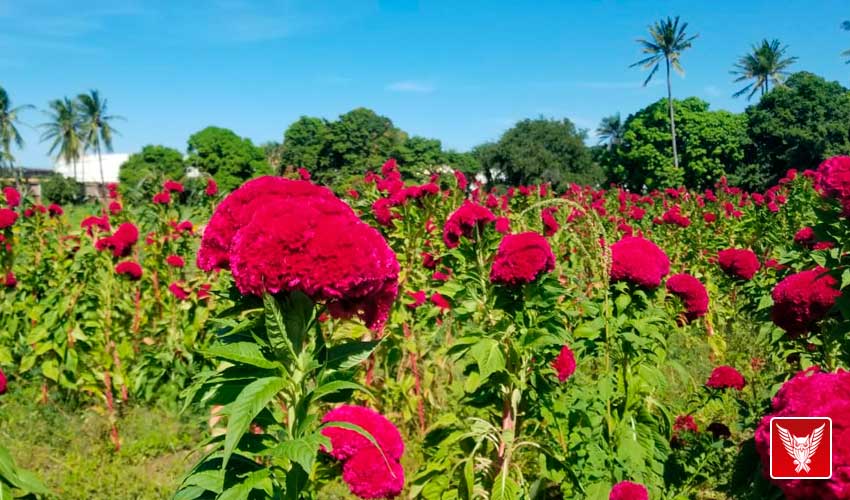 Campesinos esperan buenas ventas de flor de muerto